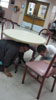 Cafeteria staff of the Guam Memorial Hospital Authority simulate drop/cover/hold.  Pictured from left:  Cashier Michelle Balajadia and Food Service Worker Jerome Banal.